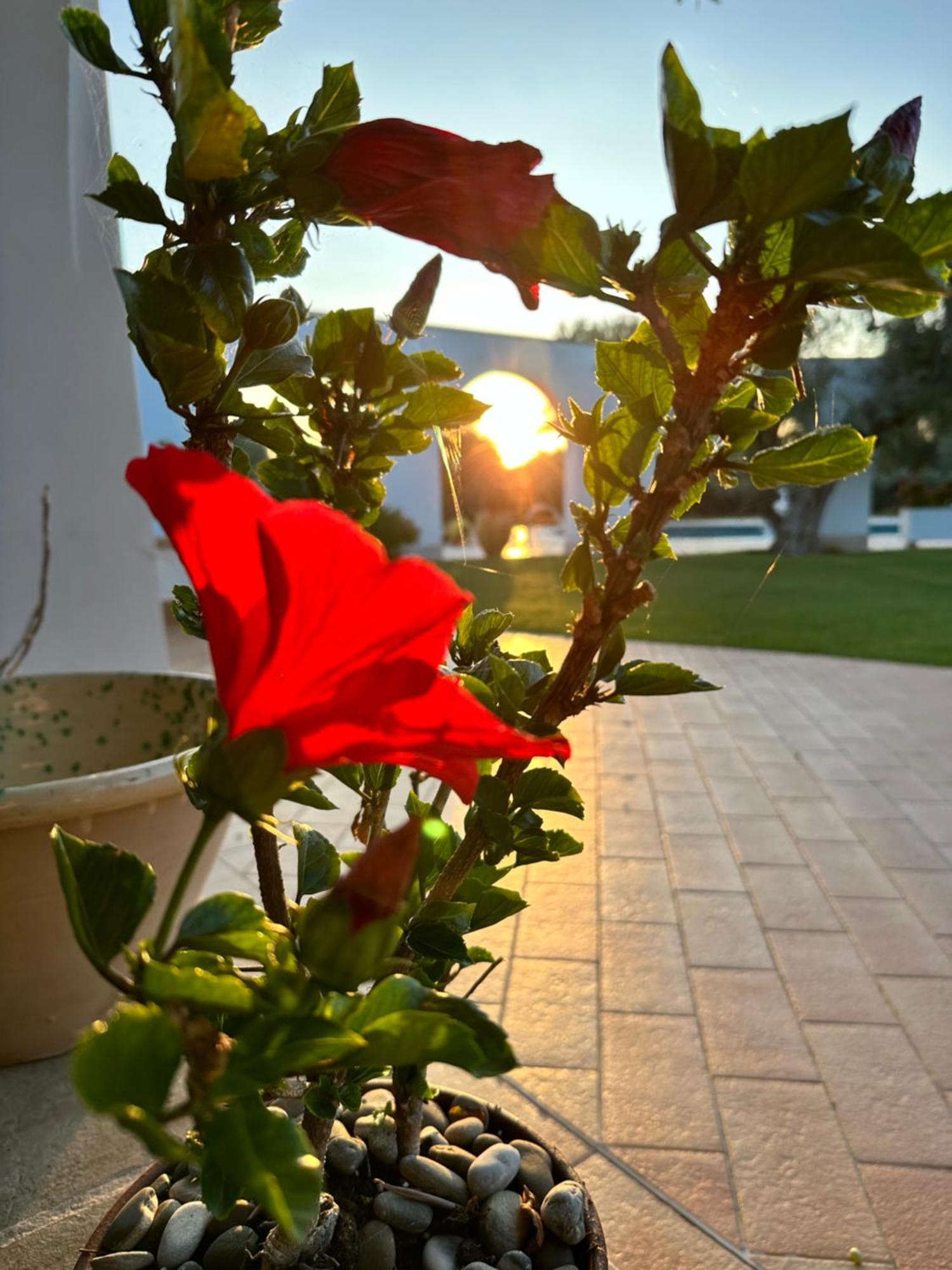 L'Ulivo Bed And Breakfast Savelletri Dış mekan fotoğraf