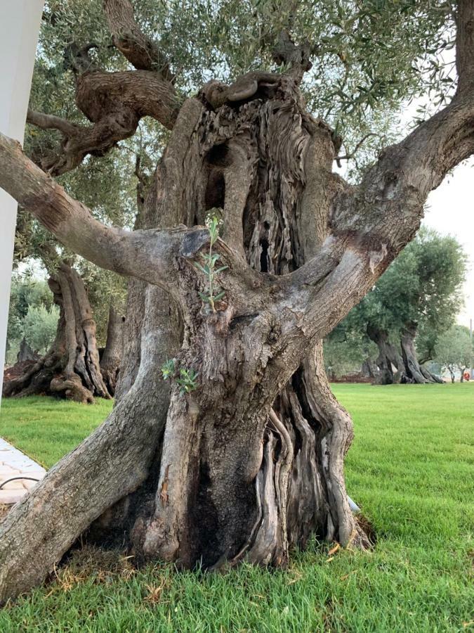 L'Ulivo Bed And Breakfast Savelletri Dış mekan fotoğraf